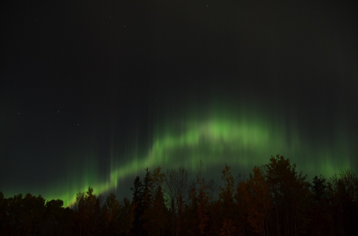 Green aurora borealis shimmering over pine trees. 
