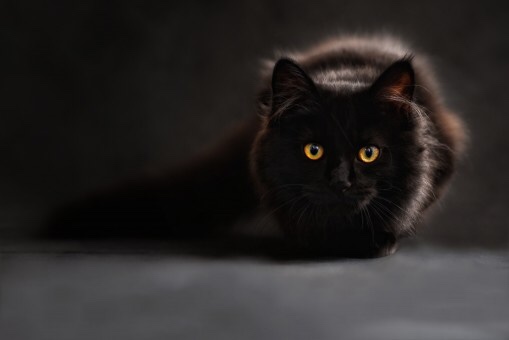 Crouching fluffy black cat with glowing yellow eyes. 