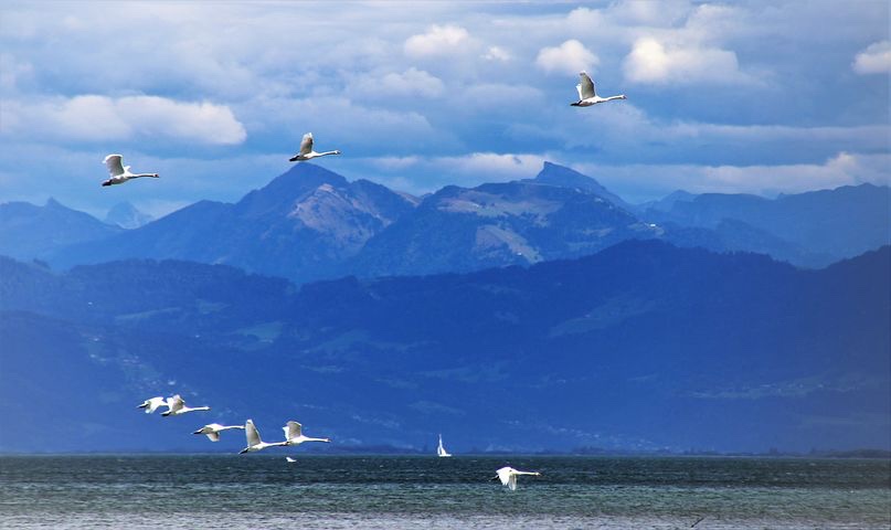 Image: geese flying over a mountain-lake scene. 