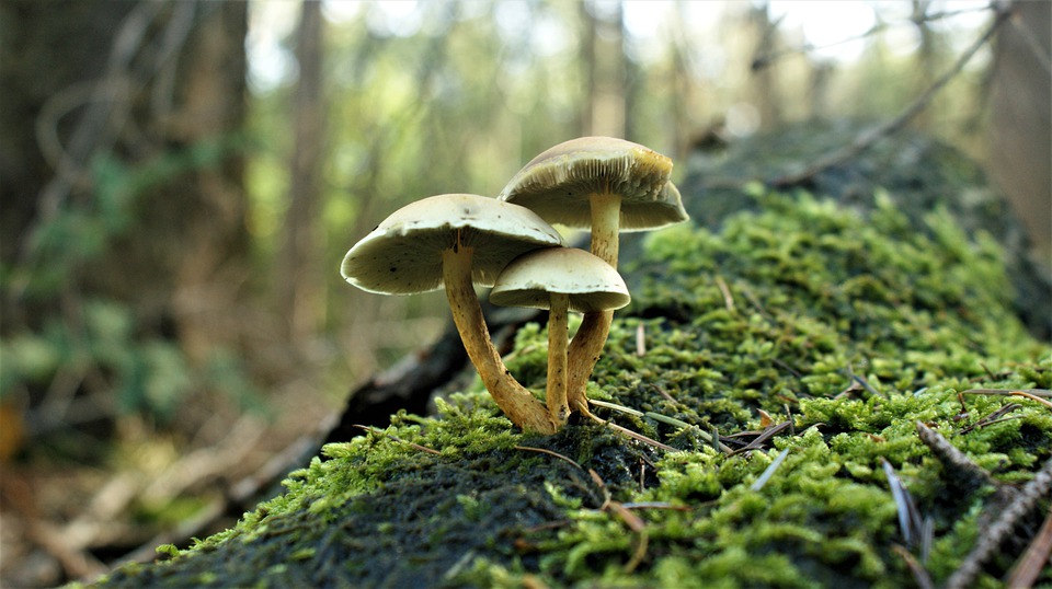Close up of a trio of tiny mushrooms in a lush forest.