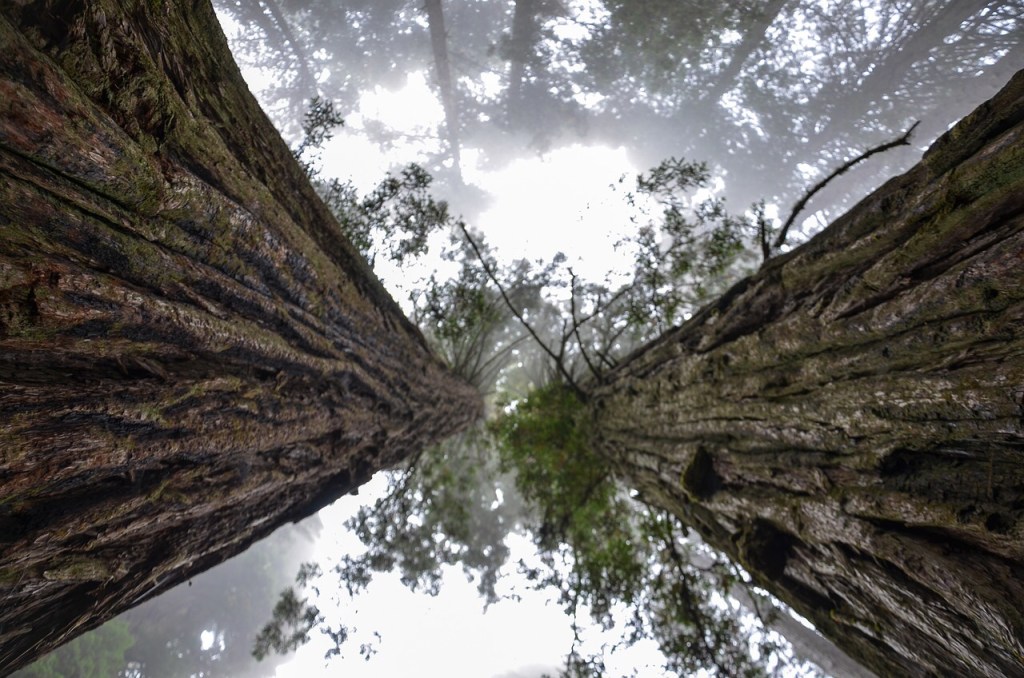A photo looking up at two evergreen sequoia trees reaching toward an overcast sky, surrounded by other less distinct trees. 