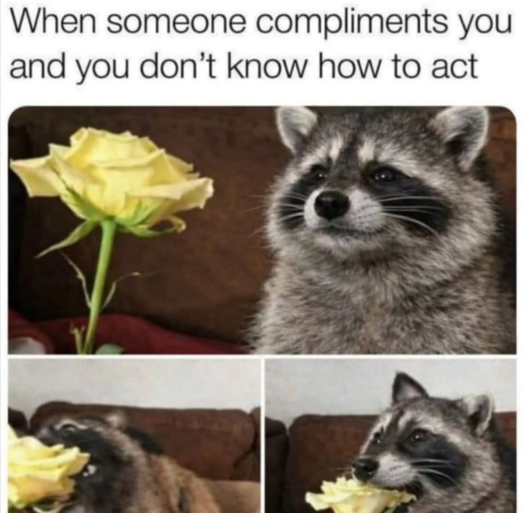 Meme of a raccoon and a yellow rose in three panels. Text reads, when someone​ compliments you and you don’t know how to act. In the first panel, the raccoon admires the flower. In the second, it lunges forward. In the last, the raccoon delicately eats the yellow rose. 