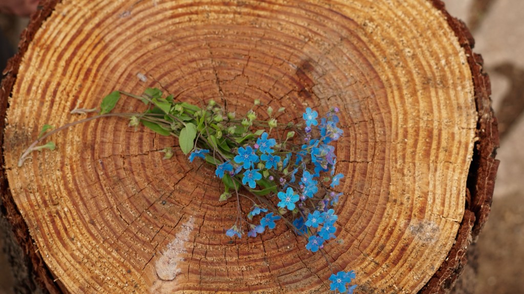 Forget me not